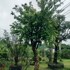 CÂY CÔNG TRÌNH 4