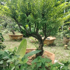 CÂY CÔNG TRÌNH 5