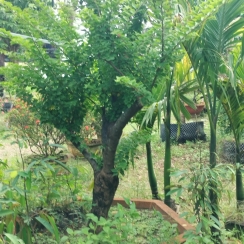 CÂY CÔNG TRÌNH 7